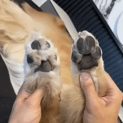 Tondeuse de précision pour animaux
